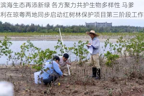 滨海生态再添新绿 各方聚力共护生物多样性 马爹利在琼粤两地同步启动红树林保护项目第三阶段工作-第2张图片-